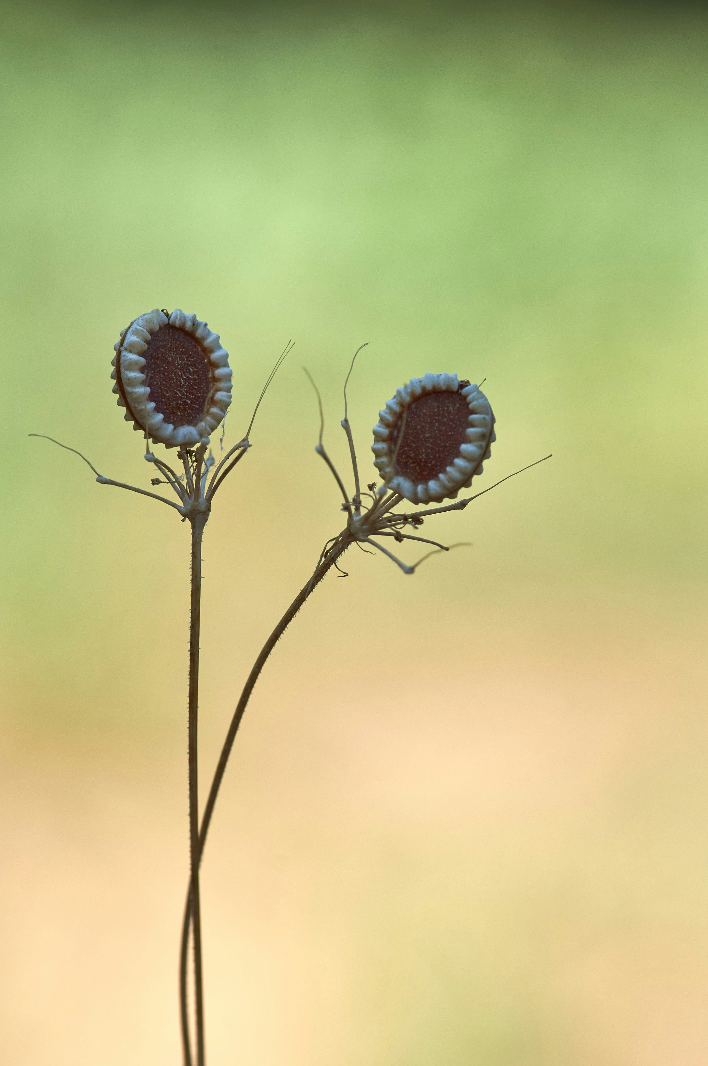 blue and black butterfly perched on green plant